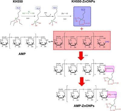 Frontiers Polysaccharide From Atractylodes Macrocephala Koidz Binding